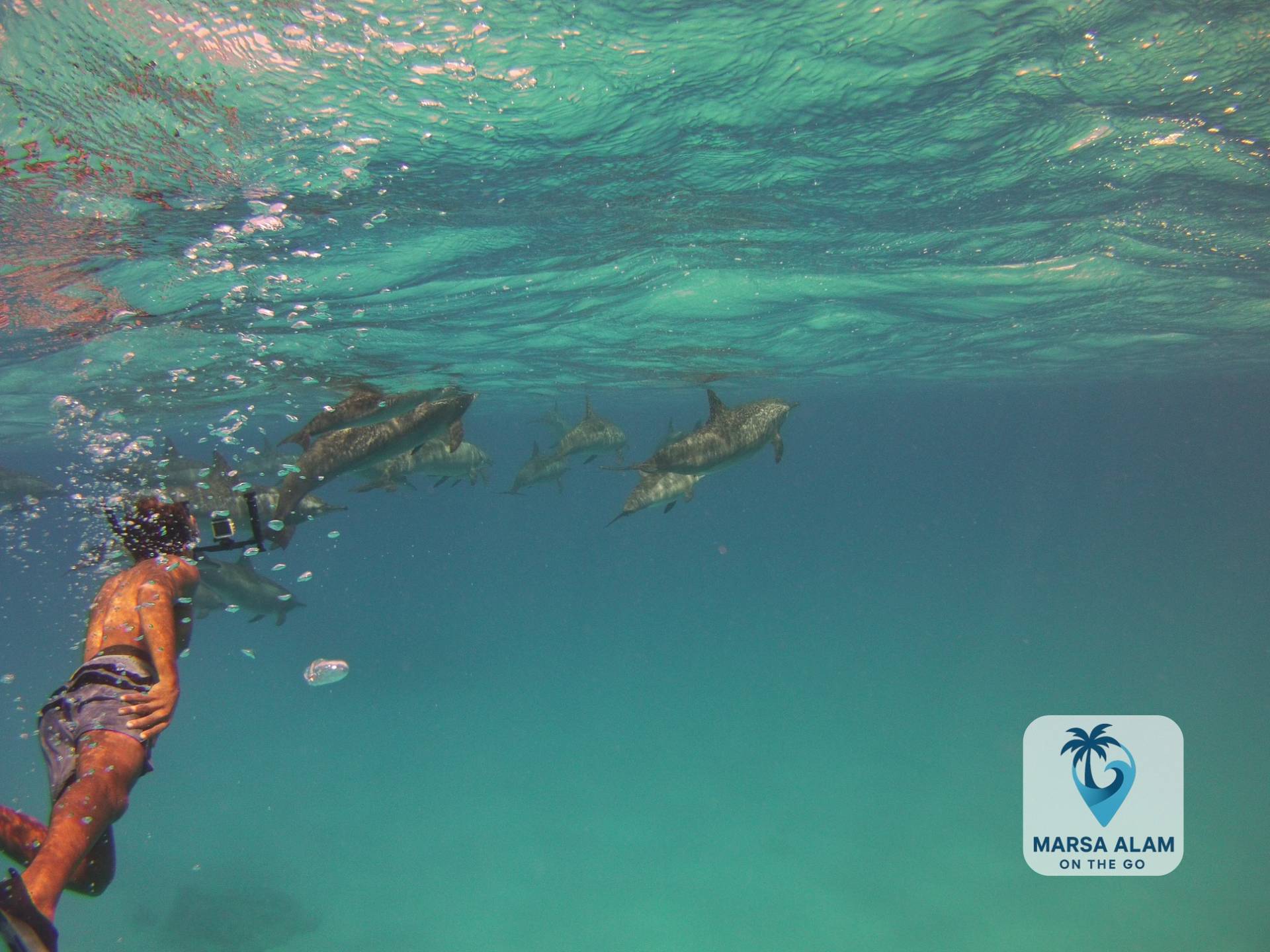 Sataya Dolphin Reef – Schwimmen mit wilden Delfinen